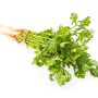 green coriander vegetables isolated on white background